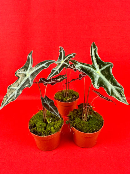 Alocasia Sanderiana Nobilis
