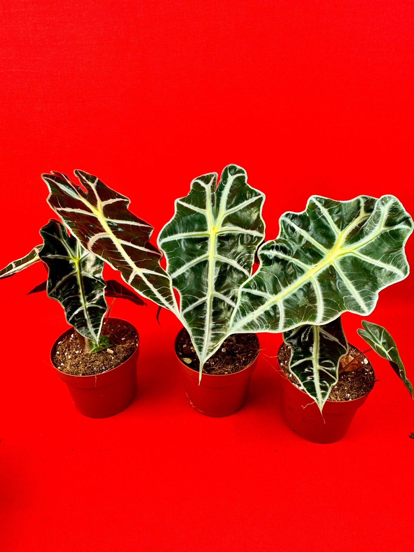 Alocasia Amazonica Polly