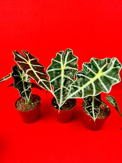Alocasia Amazonica Polly