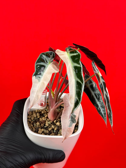 Alocasia Bambino Pink Variegata (Bulb)