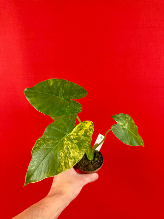 Alocasia gageana ‘Aurea’ - LUplnts