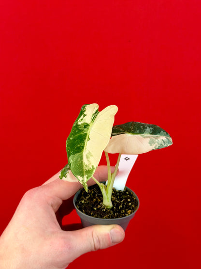 Alocasia micholitziana 'Frydek Variegata' (s)