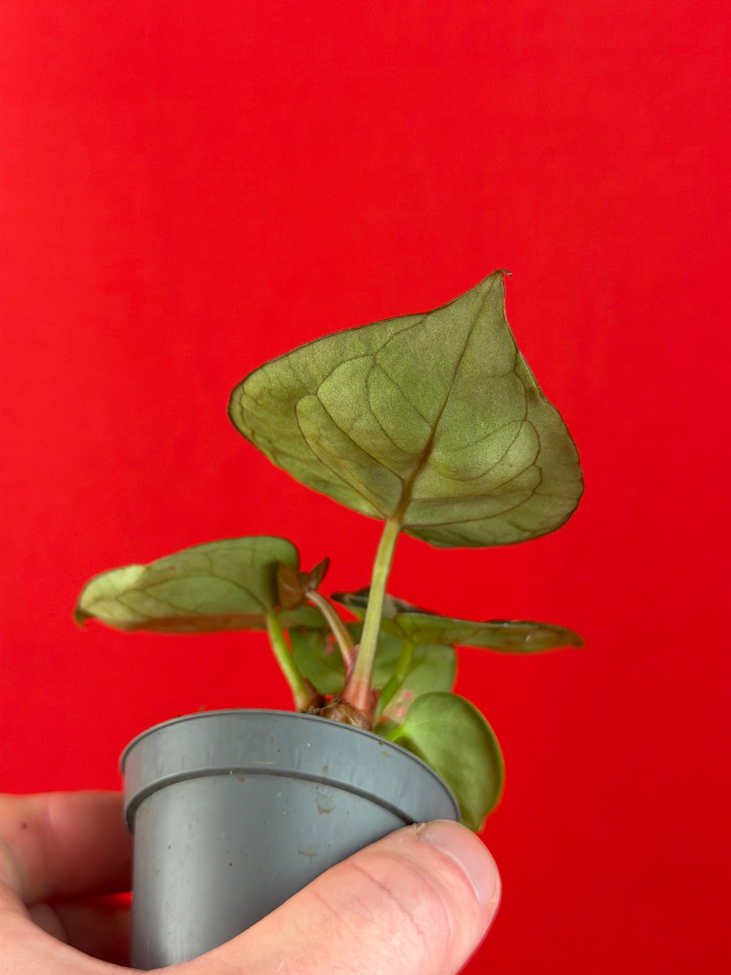 Anthurium Silver Blush (s) - LUplnts