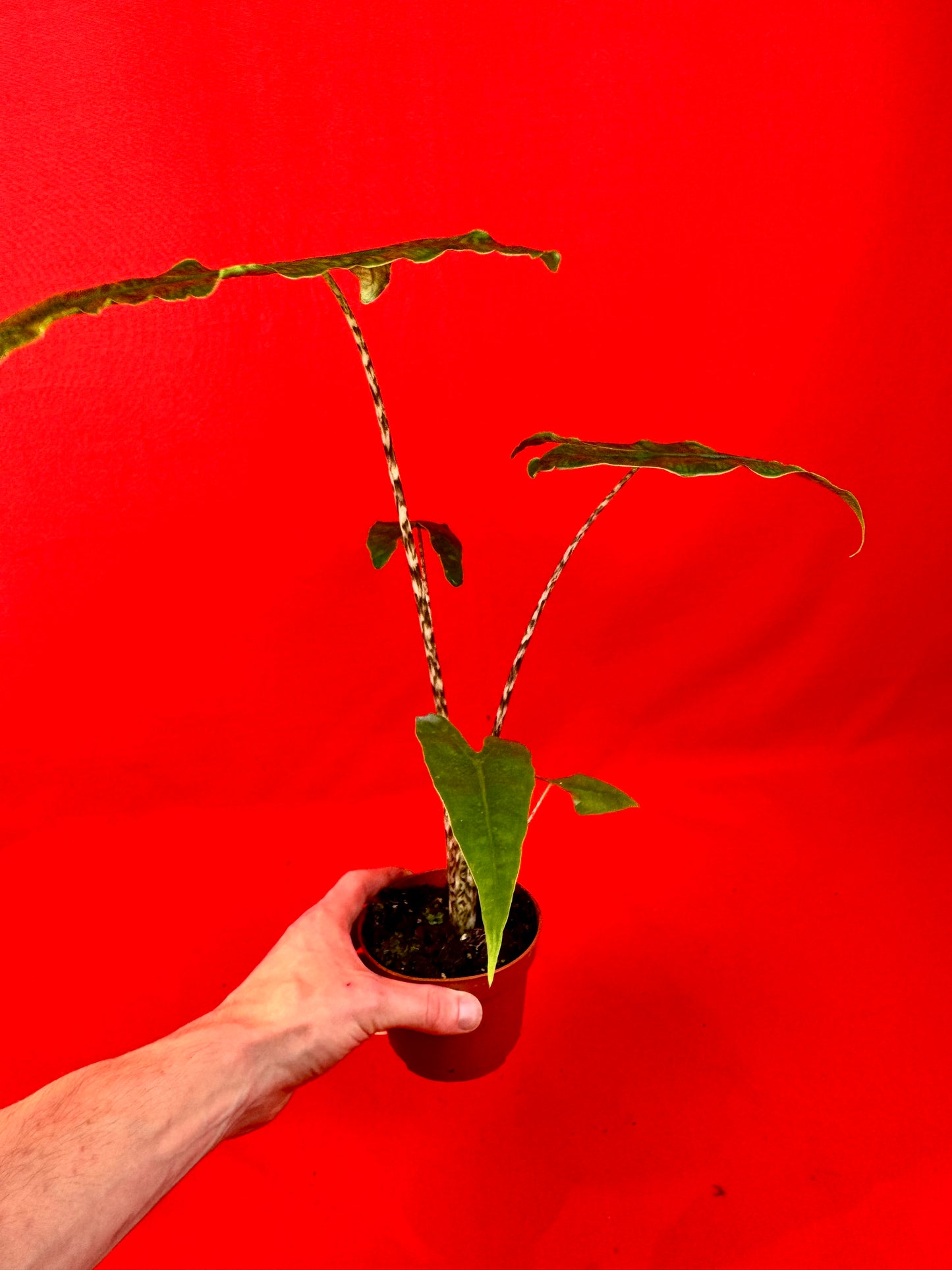 Alocasia Zebrina reticulata