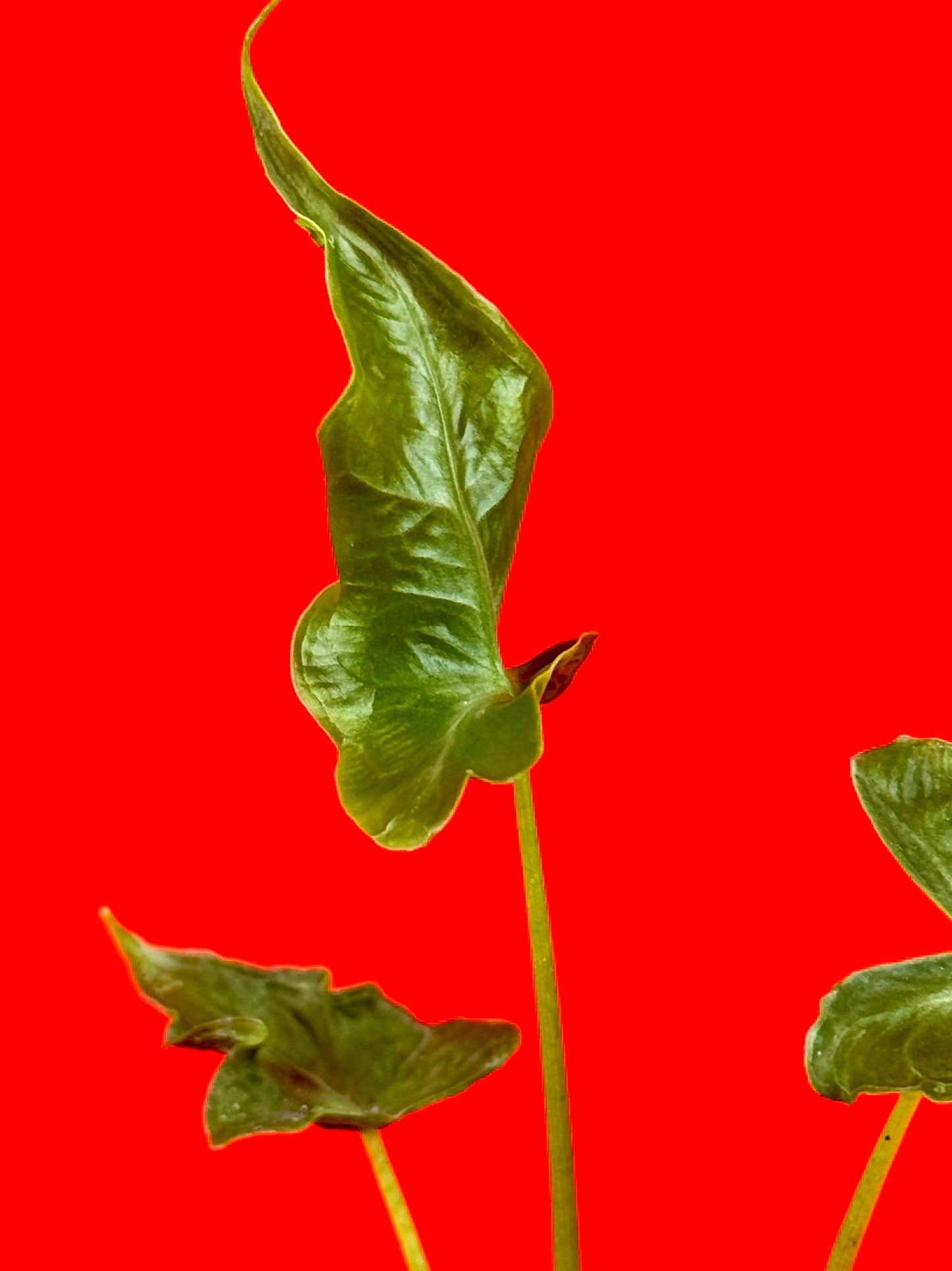 Alocasia 'Teletubbies'