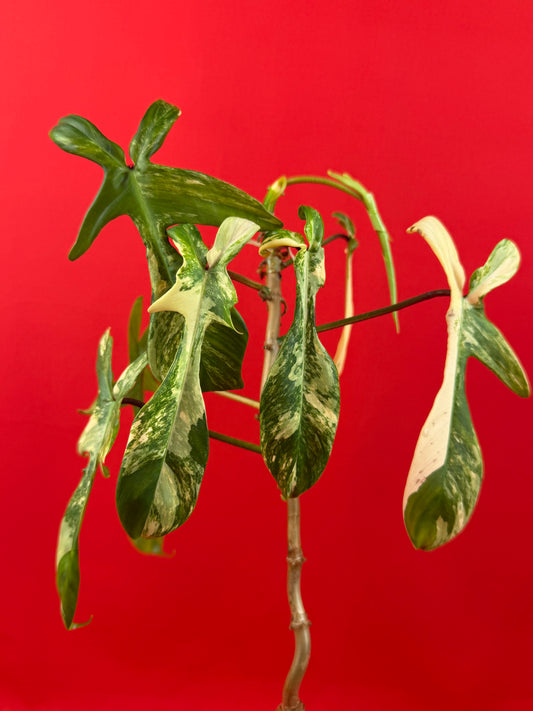 Philodendron Florida Beauty - LUplnts