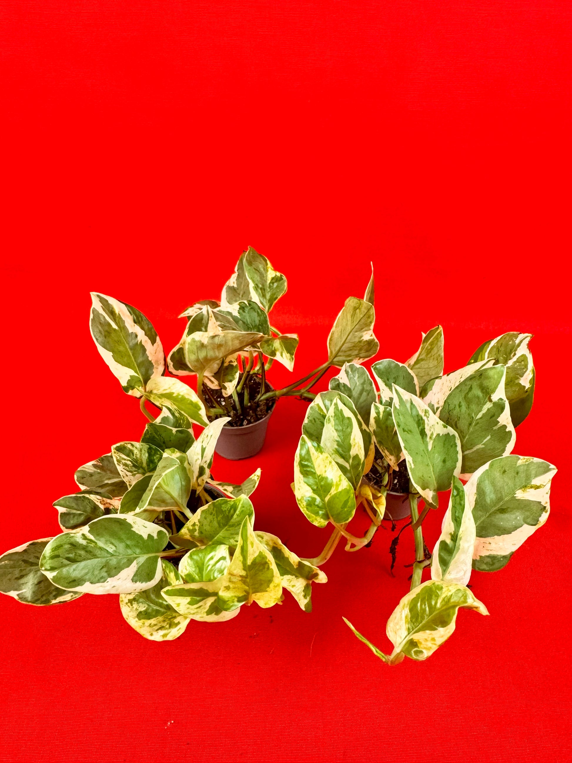 Epipremnum Pinnatum N’Joy (s) - LUplnts