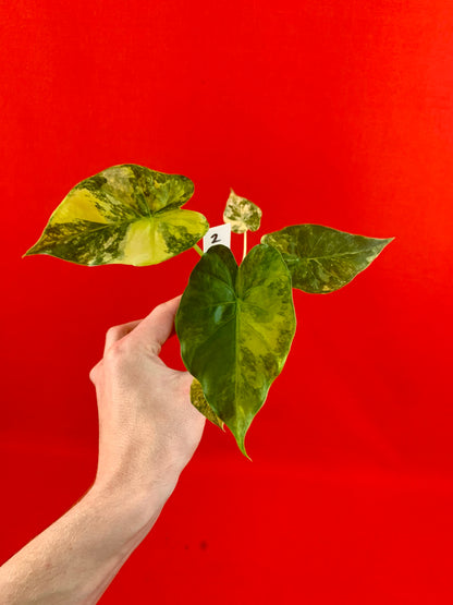 Alocasia macrorrhizos Aurea Variegata (s) - LUplnts