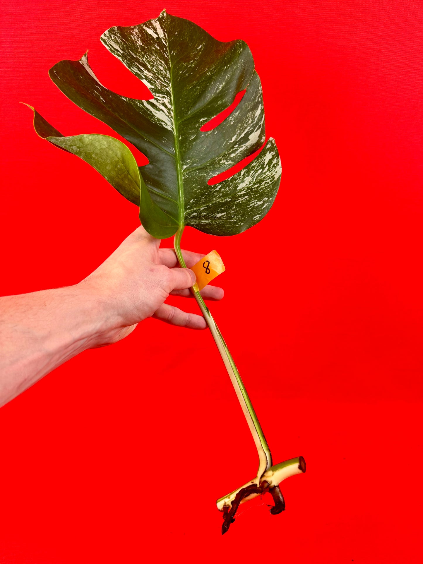 Monstera Deliciosa Variegata (cutting)