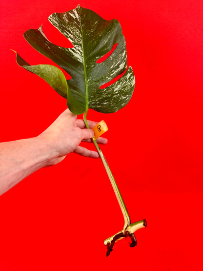 Monstera Deliciosa Variegata (cutting)