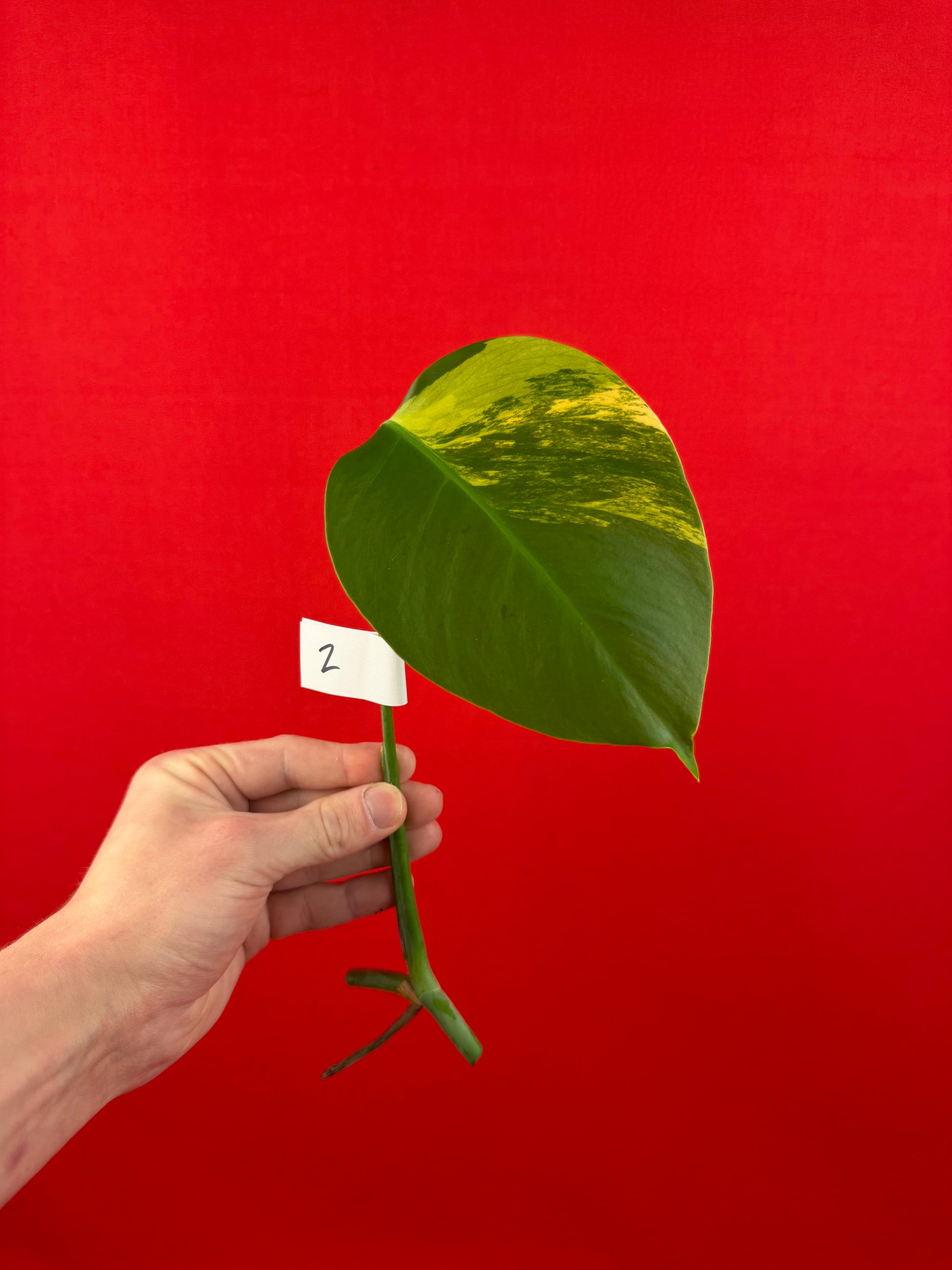Monstera Deliciosa Aurea (cutting) - LUplnts