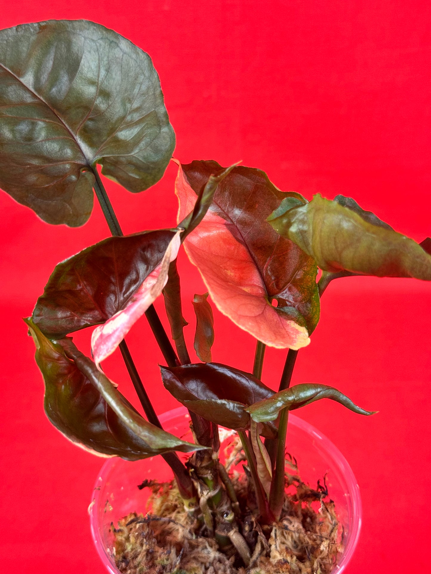 Syngonium Strawberry Ice