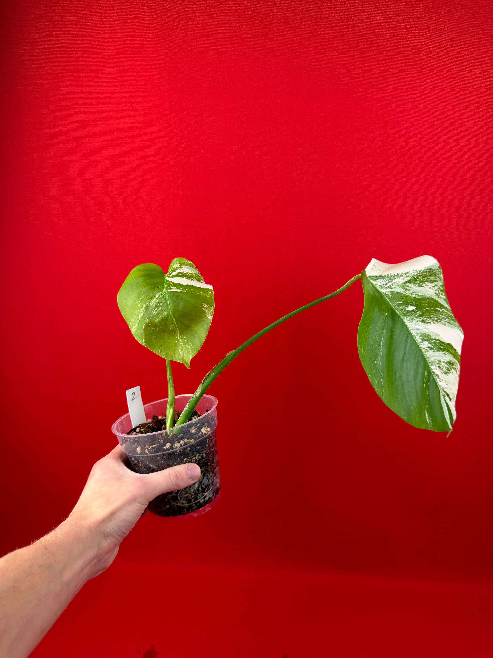 Monstera Deliciosa Variegata - LUplnts