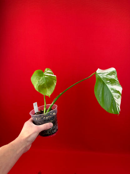 Monstera Deliciosa Variegata - LUplnts