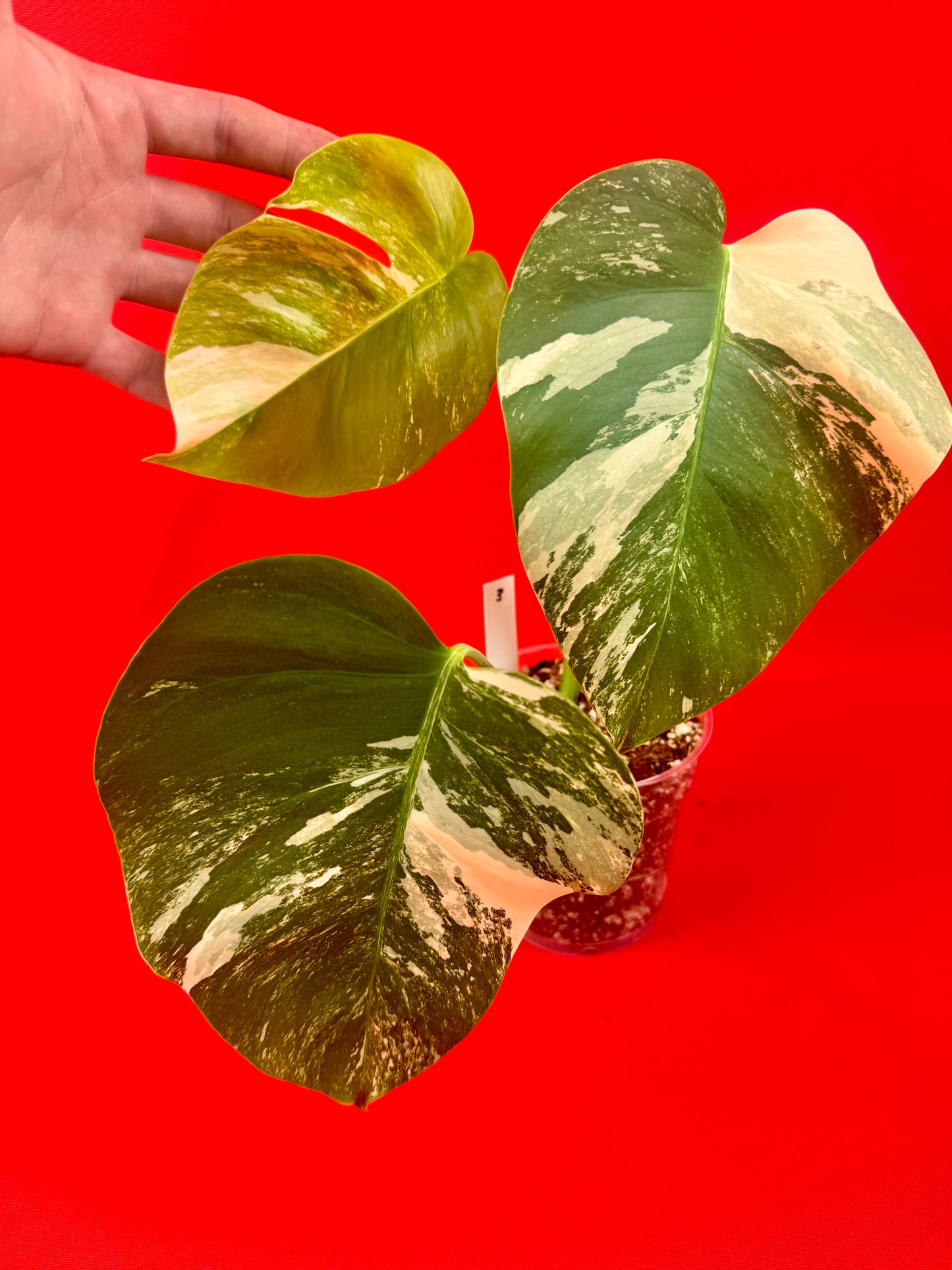 Monstera Deliciosa Variegata - LUplnts