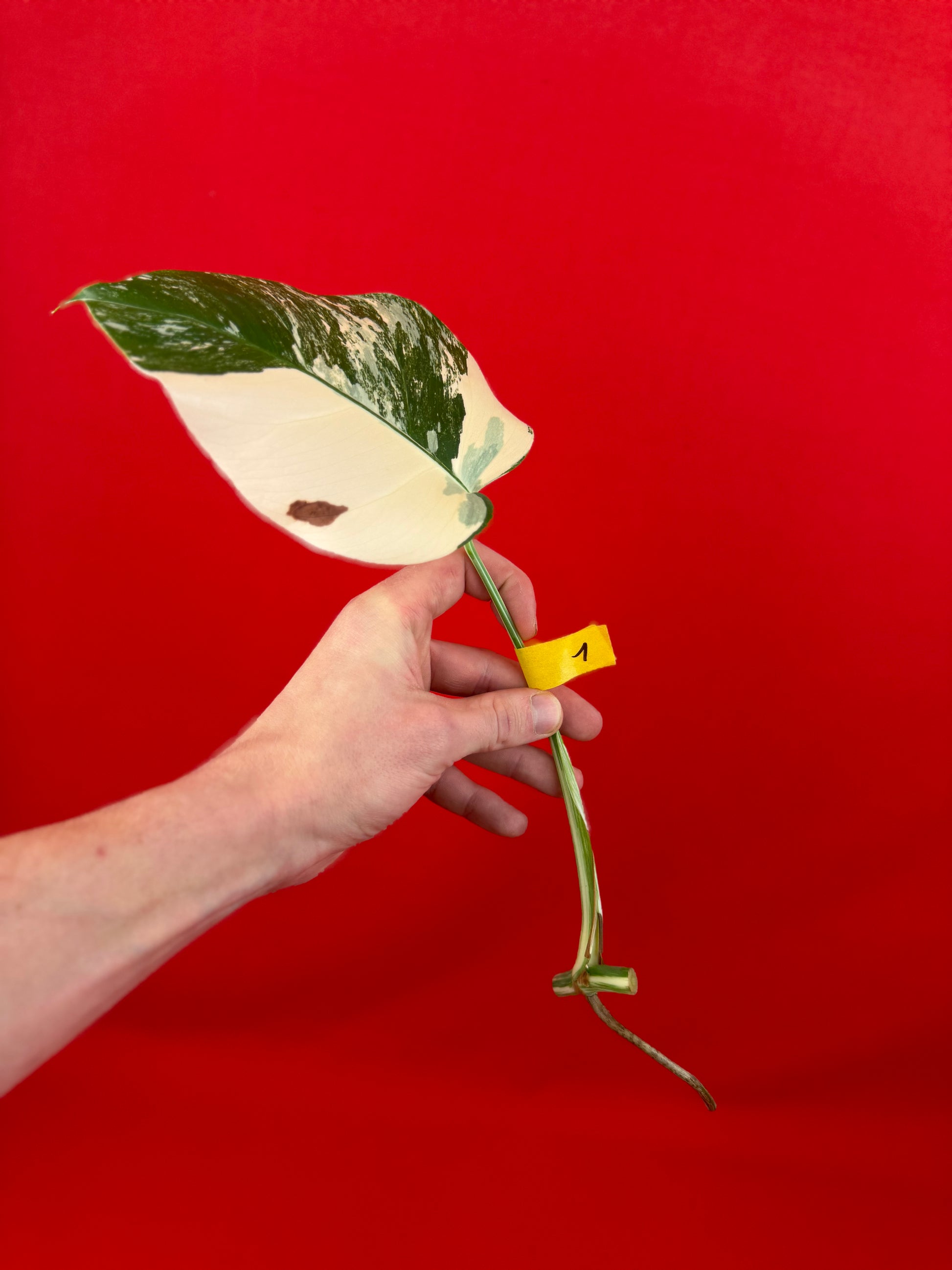 Monstera Deliciosa Variegata (cutting) - LUplnts