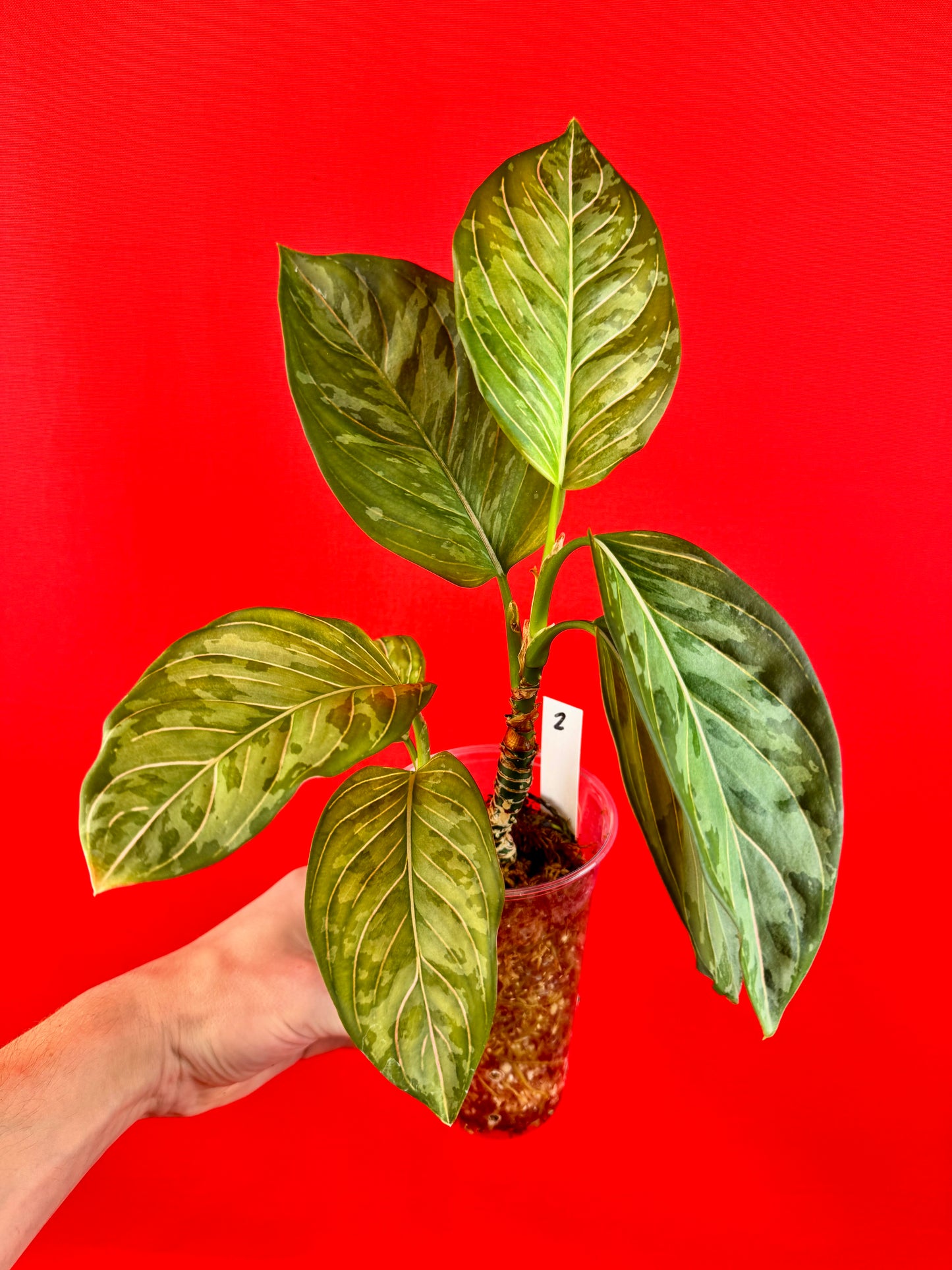 Aglaonema pictum tricolor x rotundrum
