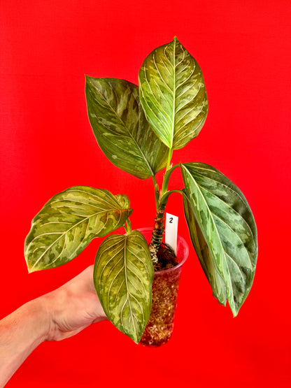 Aglaonema pictum tricolor x rotundrum