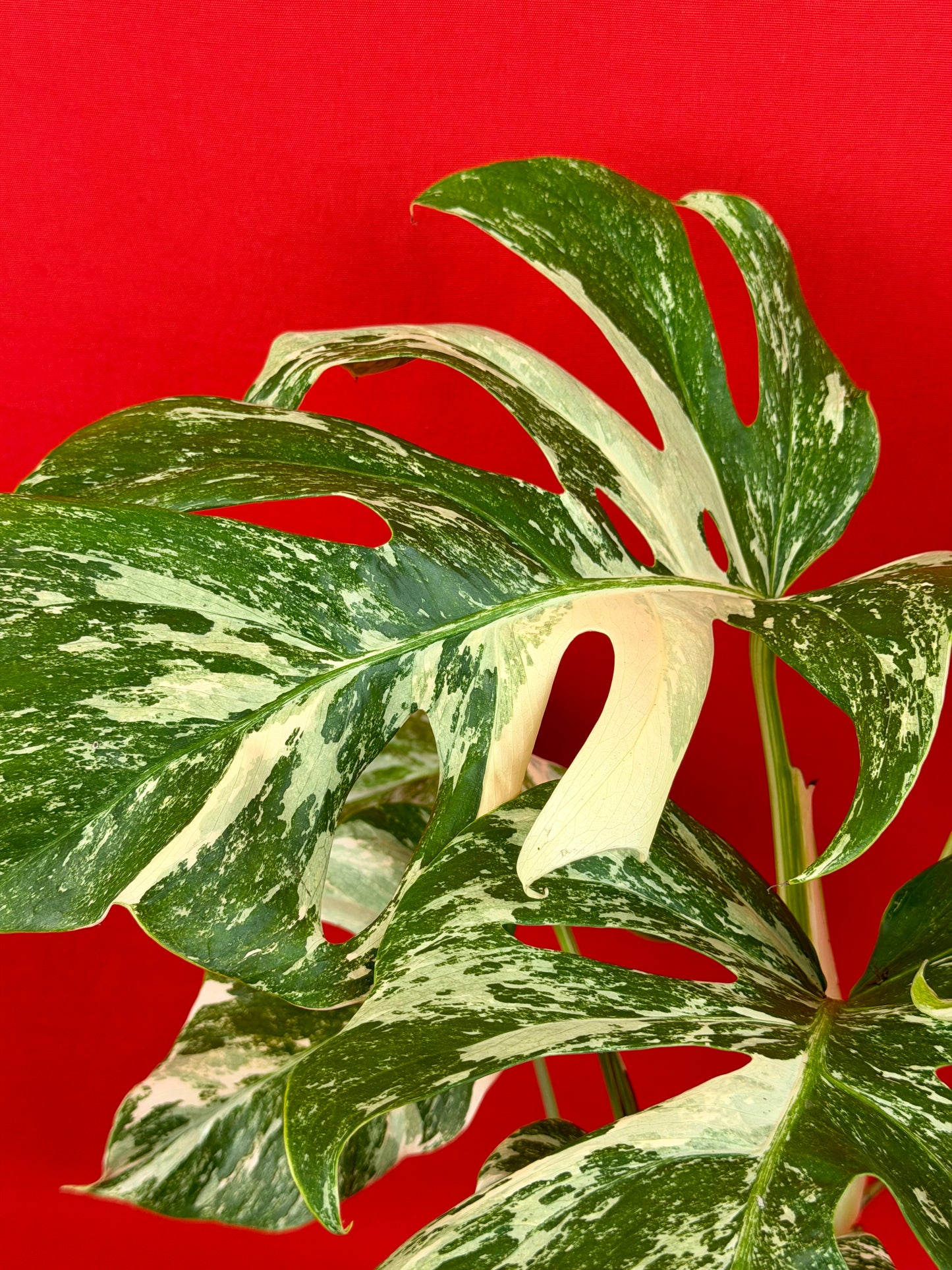 Monstera Deliciosa Variegata (L)