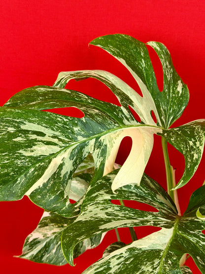 Monstera Deliciosa Variegata (L)