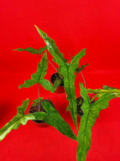 Alocasia ‘Sabrina‘