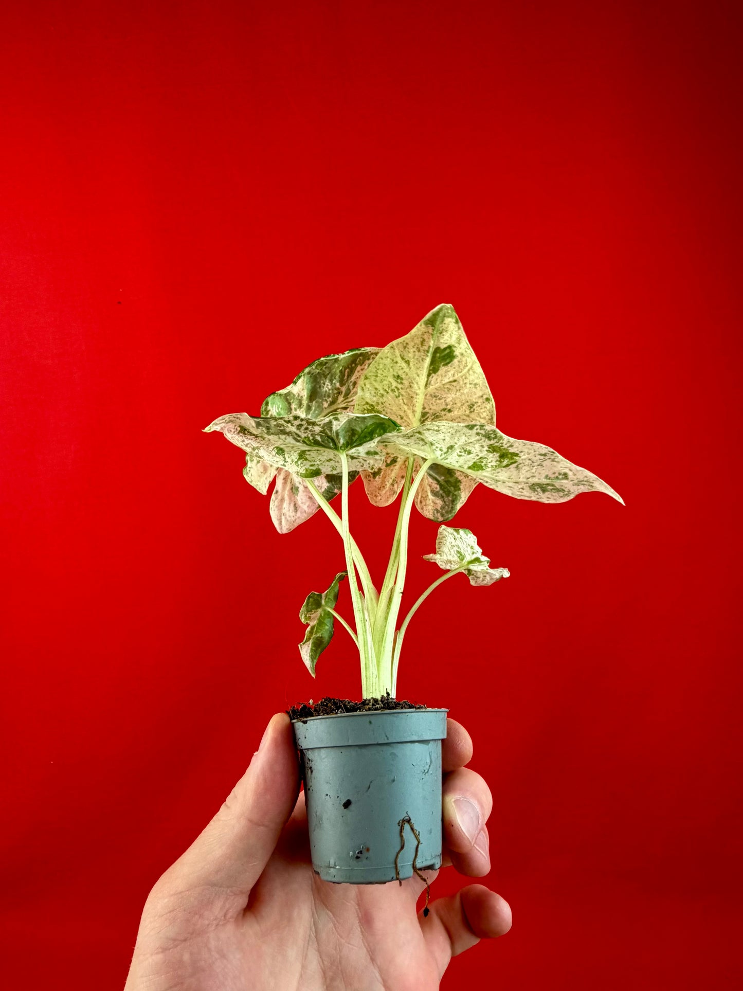 Alocasia macrorrhizos 'Camouflage' (s)