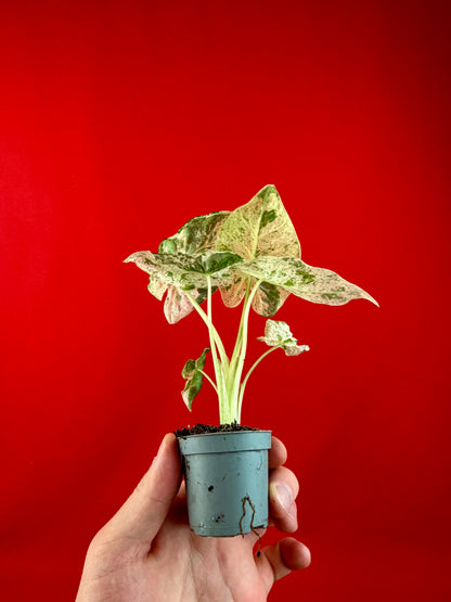 Alocasia macrorrhizos 'Camouflage' (s)