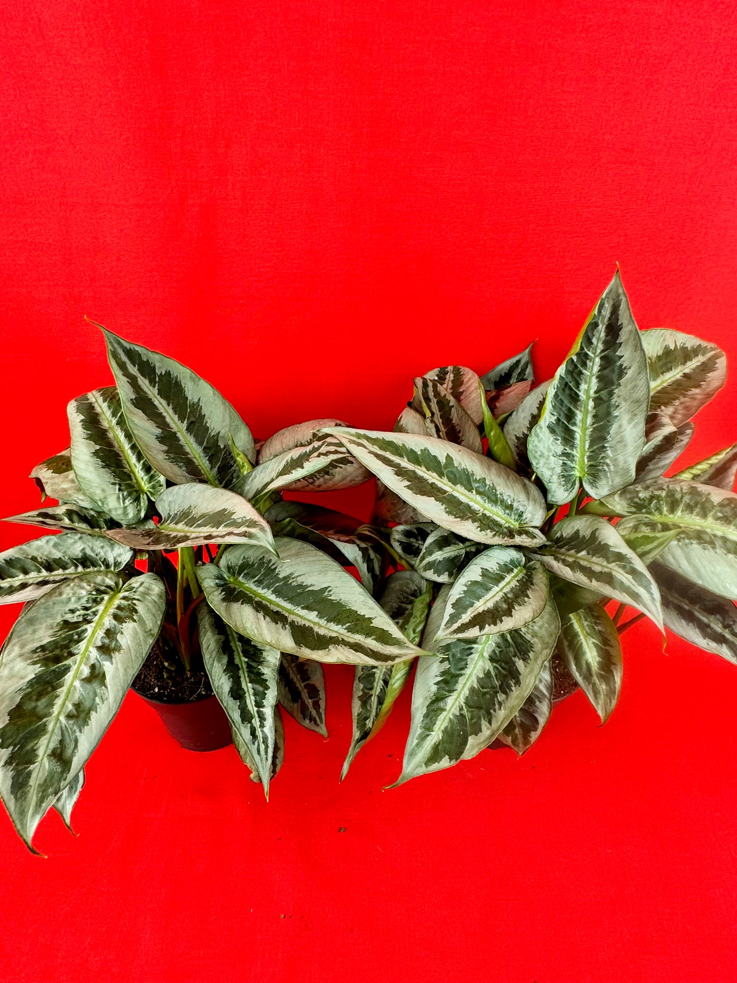 Schismatoglottis motleyana