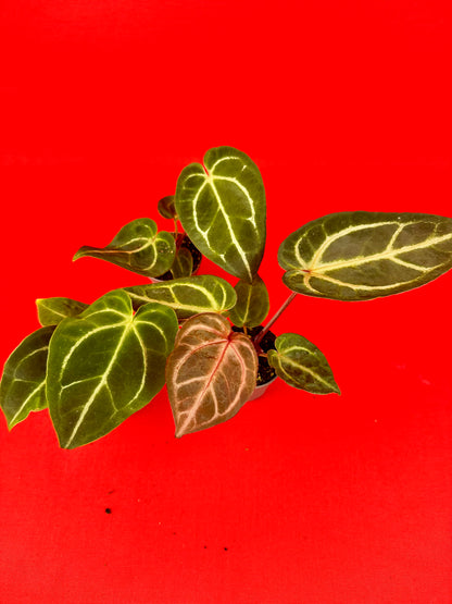 Anthurium Crystallinum (s)