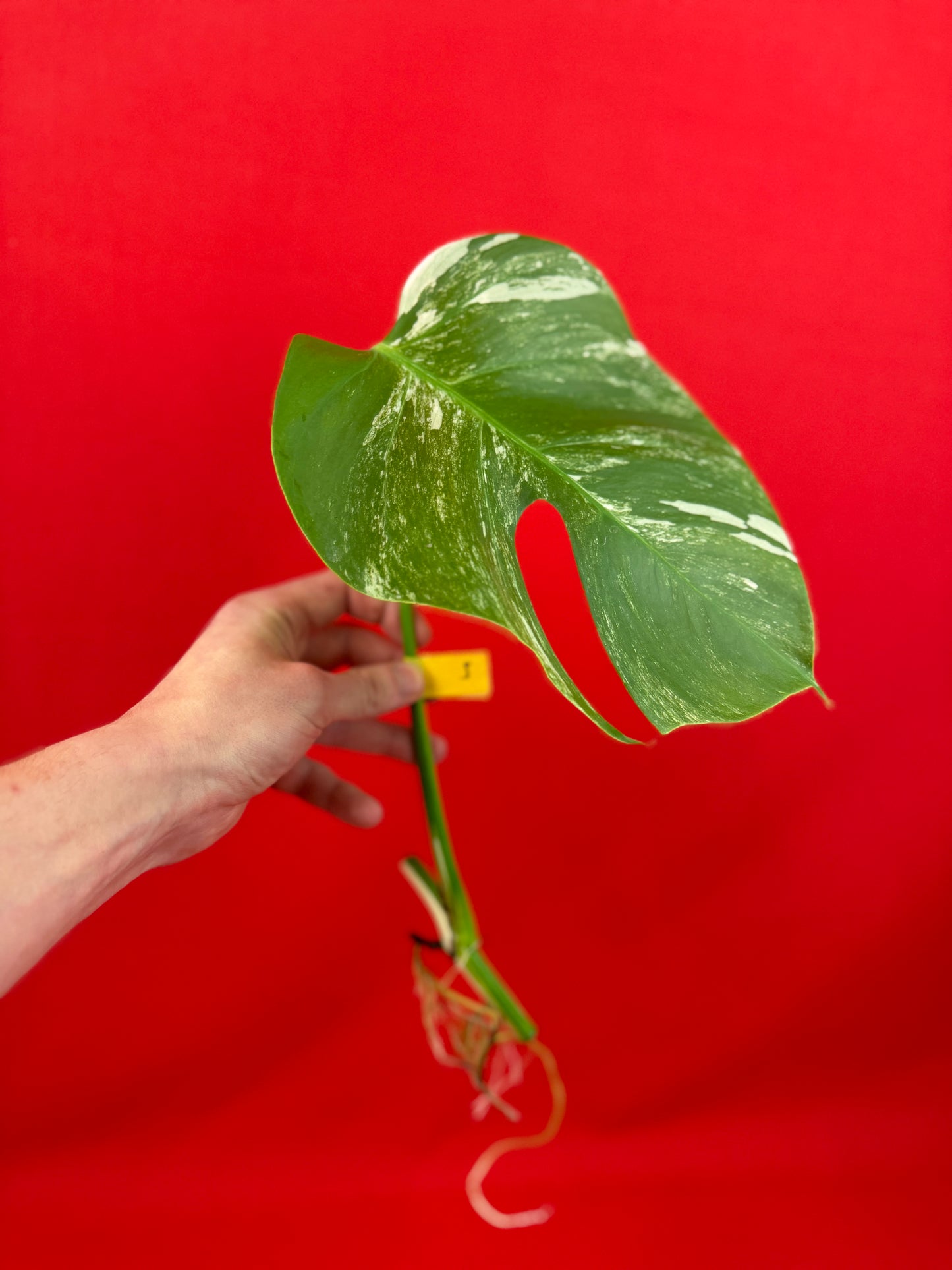 Monstera Deliciosa Variegata (cutting) - LUplnts