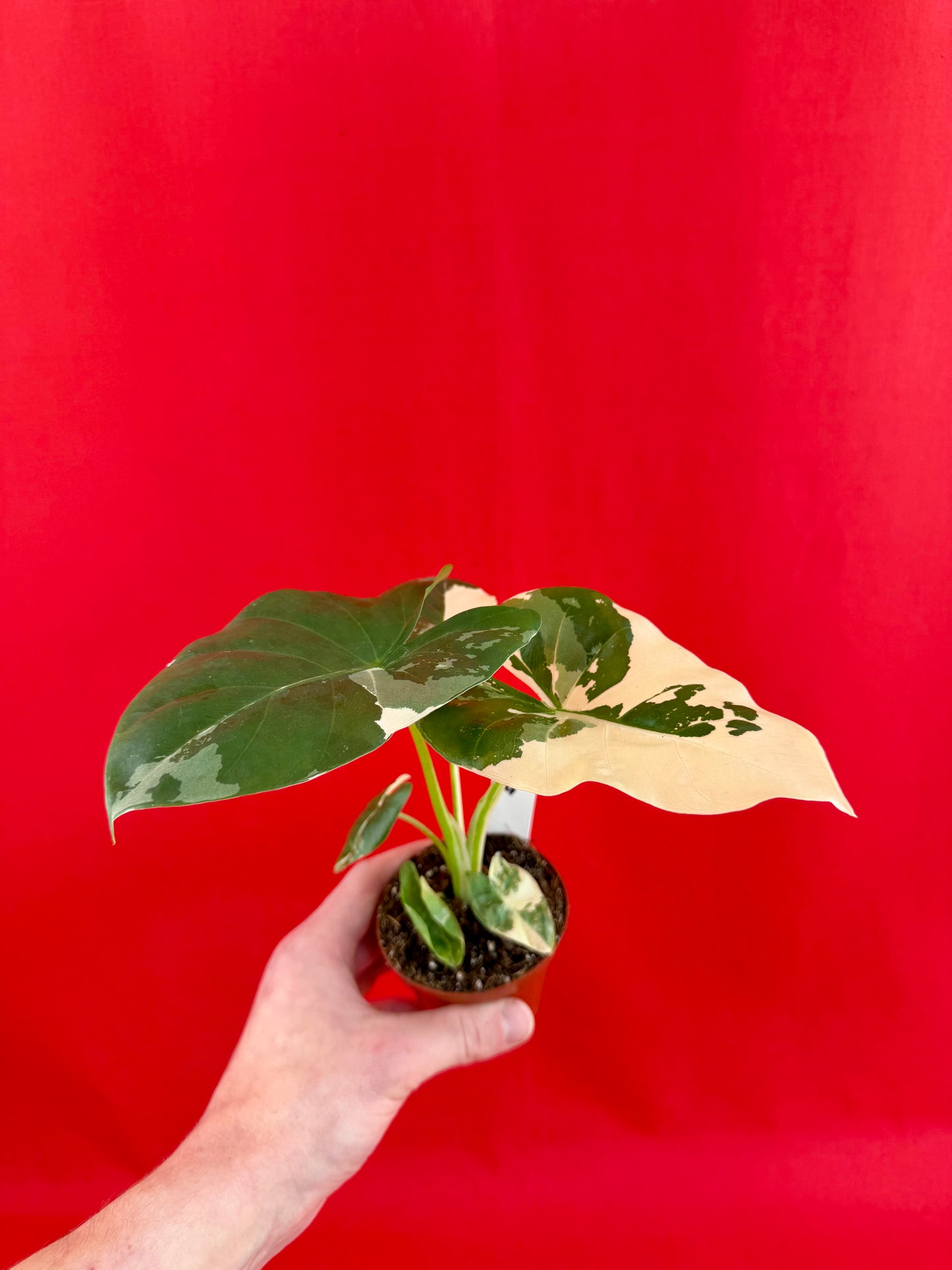 Alocasia Macrorrhiza Variegata - LUplnts