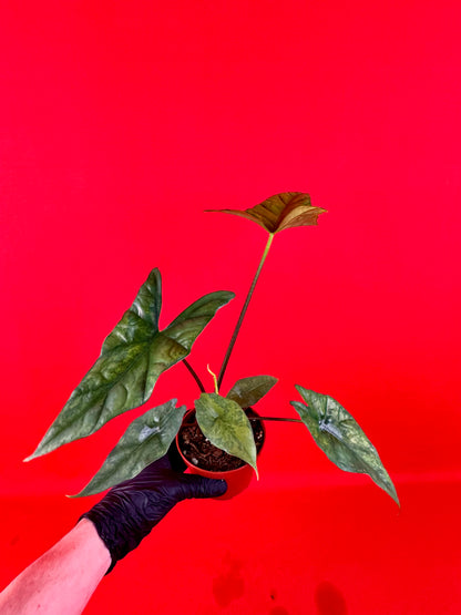 Alocasia Simpo Variegata (Green on Green)