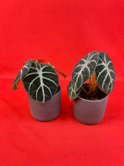 Alocasia Ninja (incl. pot) - LUplnts