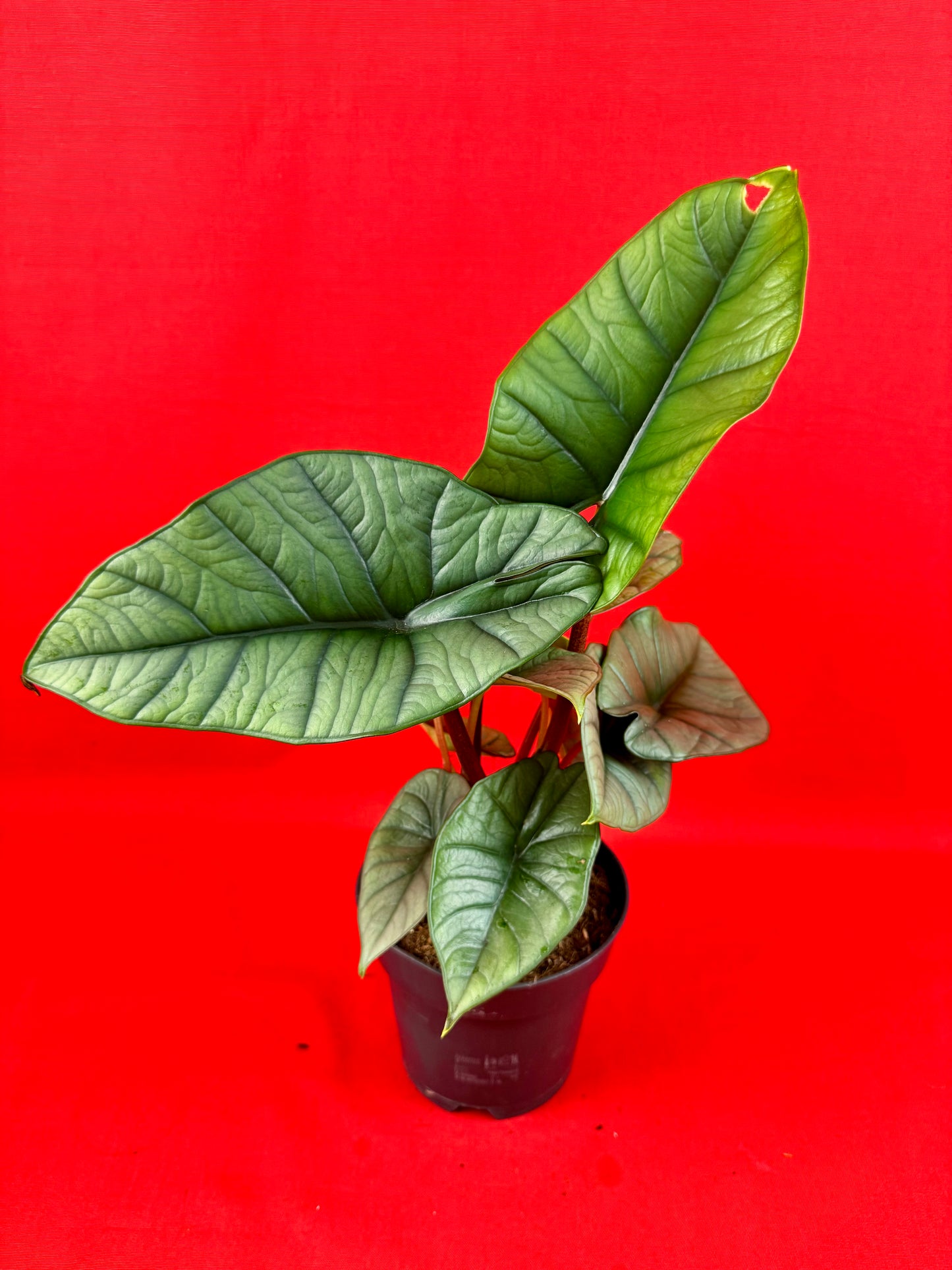 Alocasia Platinum
