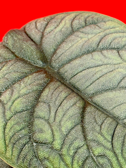 Alocasia Melo (s)