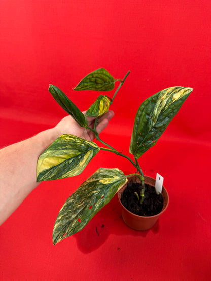 Monstera Peru Variegata - LUplnts