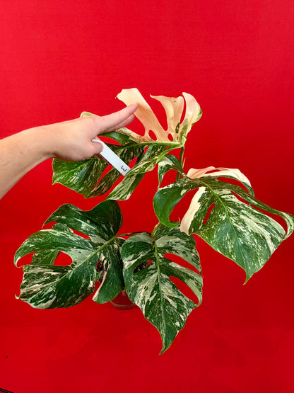 Monstera Deliciosa Variegata (L)
