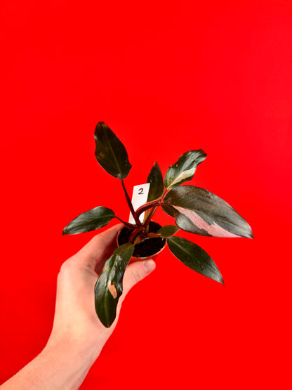 Philodendron Pink Princess (s) - LUplnts