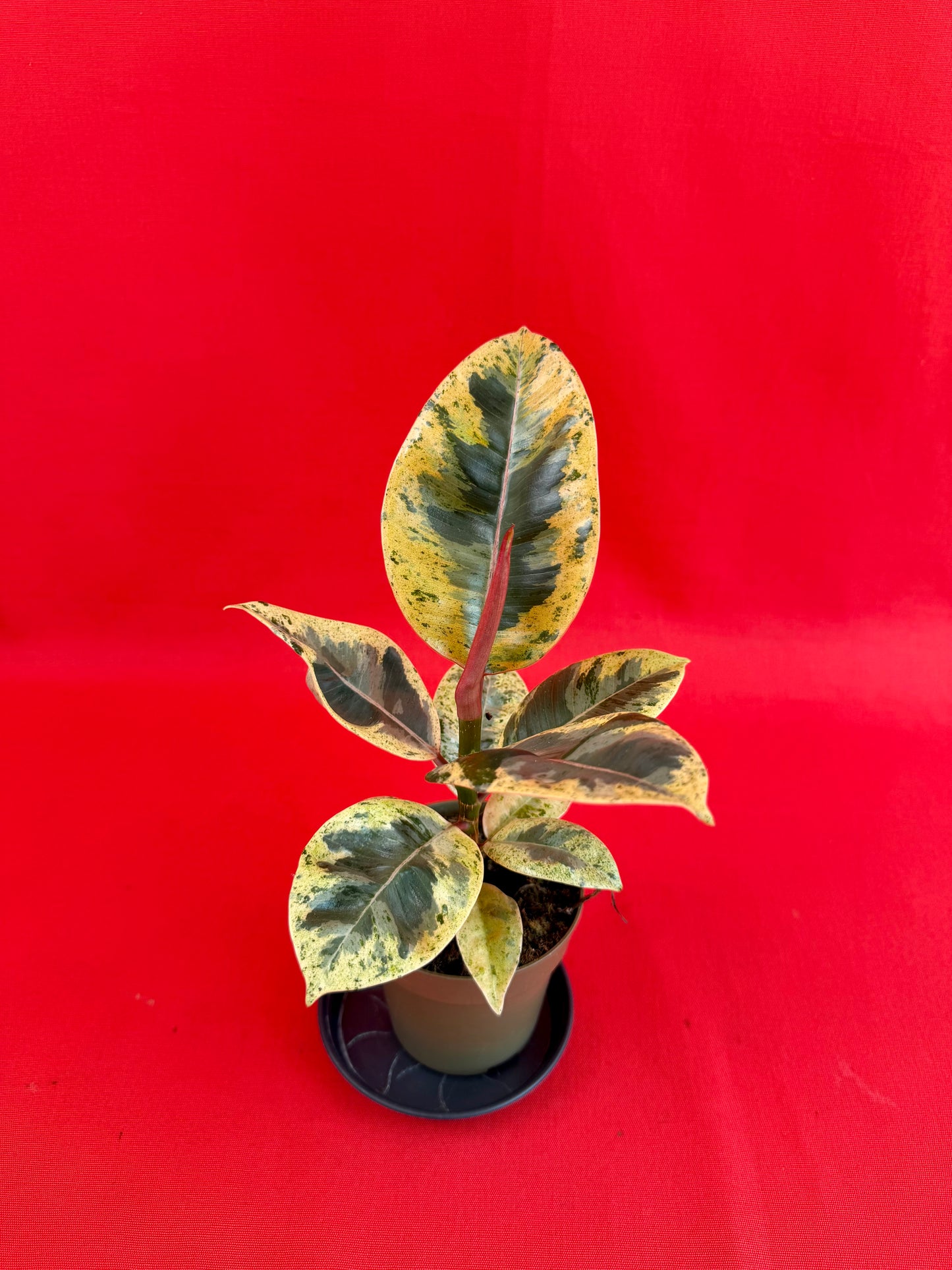 Ficus elastica Shivereana - LUplnts
