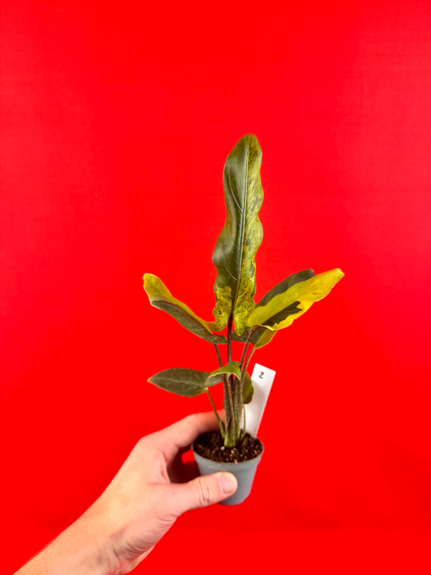 Alocasia lauterbachiana 'Variegata' (s)