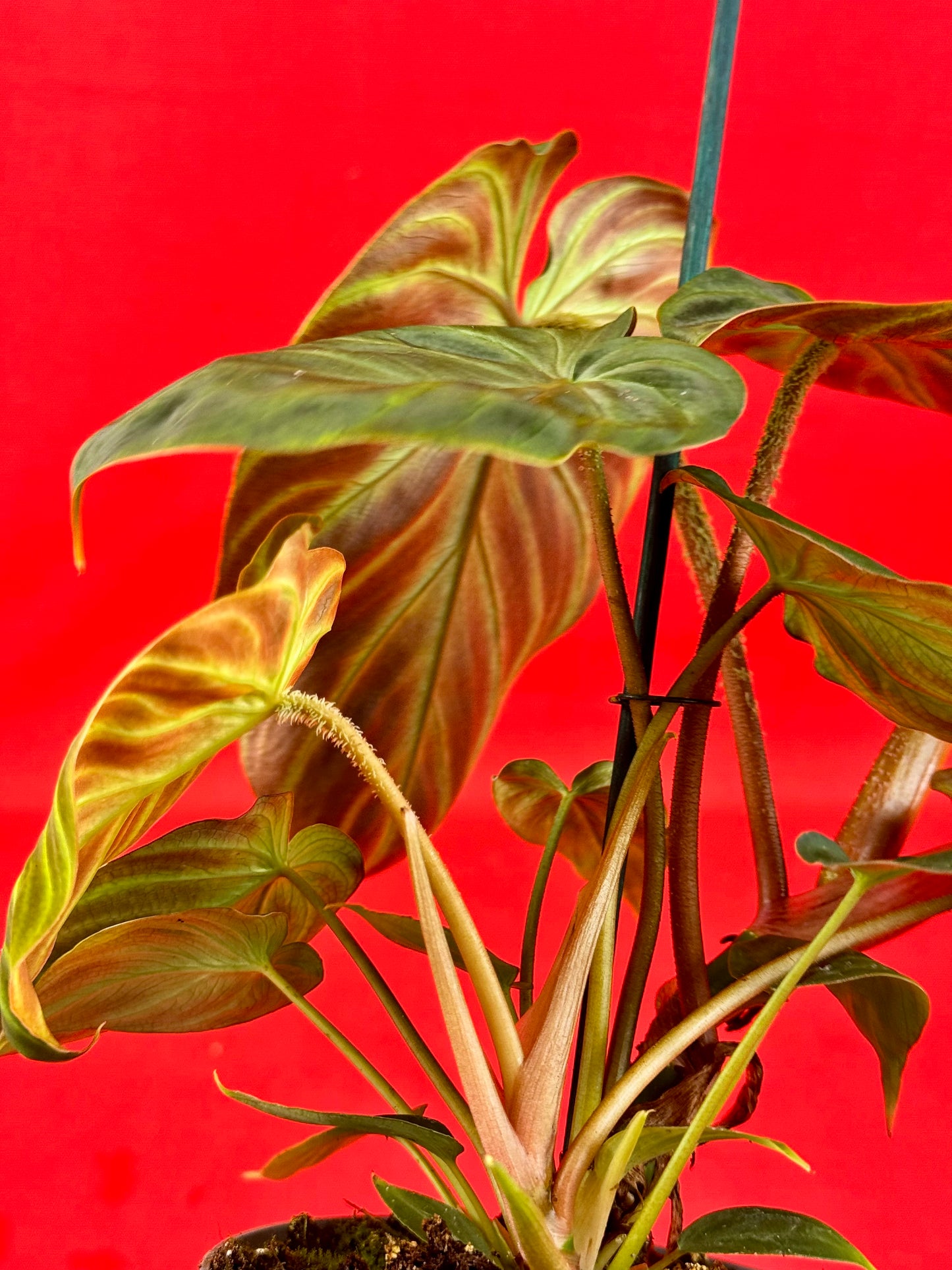 Philodendron Verrucosum