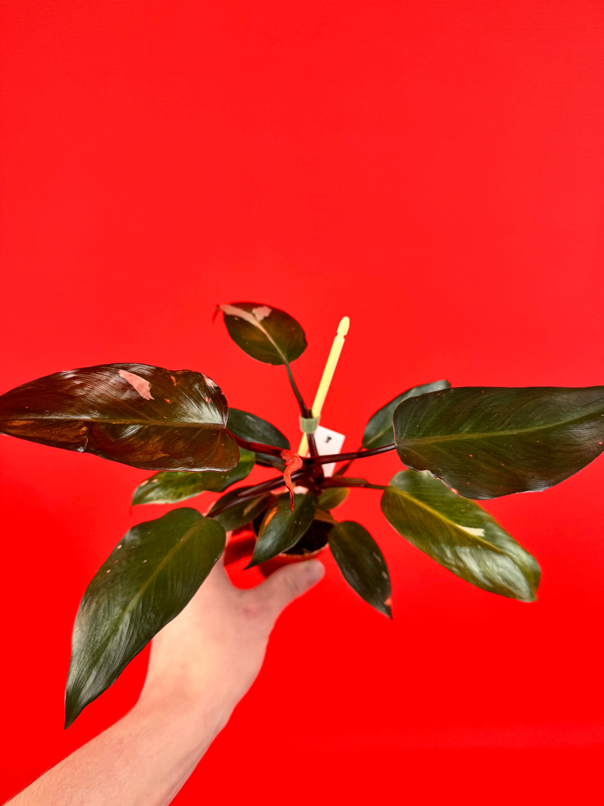 Philodendron Pink Princess (s) - LUplnts