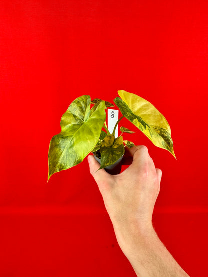 Alocasia macrorrhizos 'Aurea Variegata' (s)