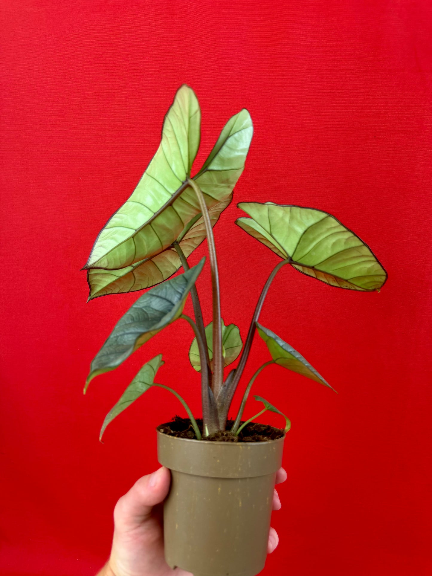 Alocasia Platinum