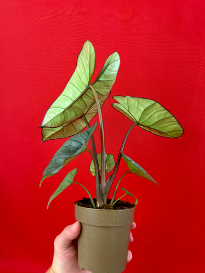 Alocasia Platinum