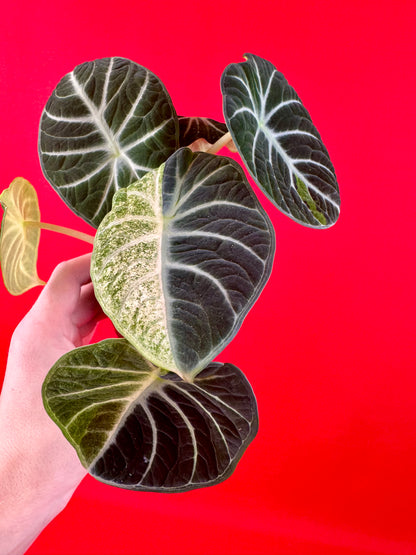 Alocasia Ninja Variegata