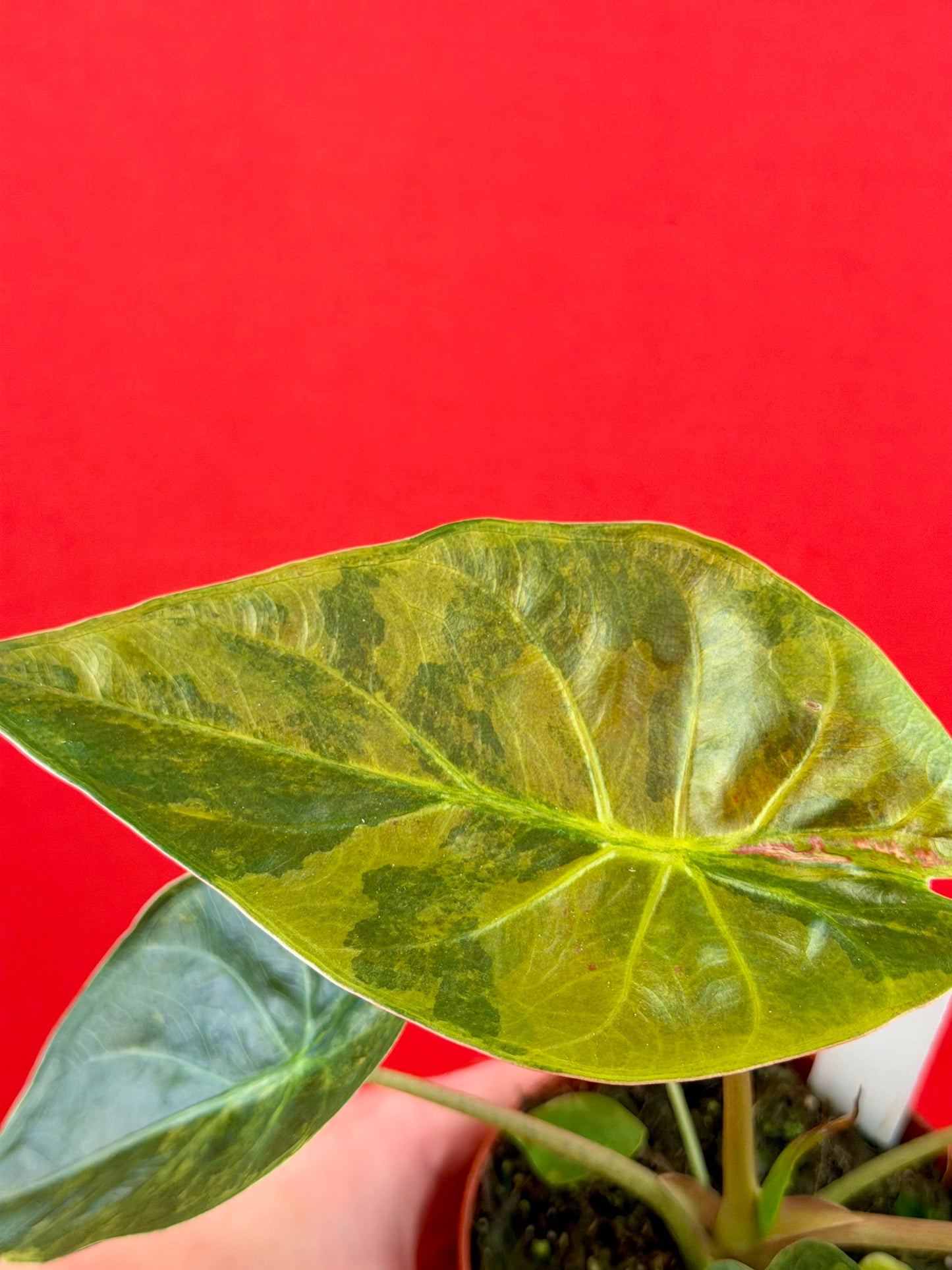 Alocasia wentii ‘Aurea‘