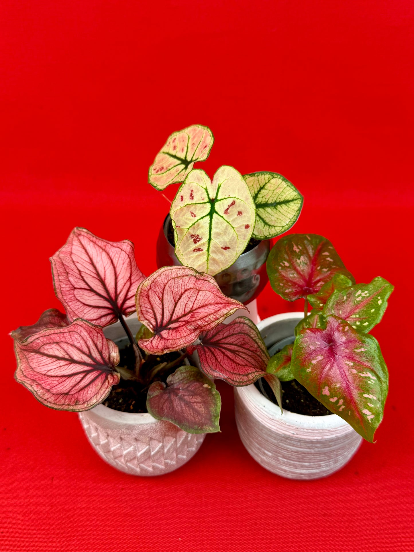 Ensemble de Caladium
