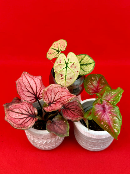 Ensemble de Caladium