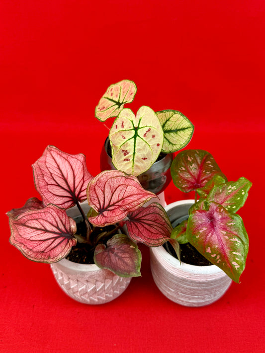 Ensemble de Caladium